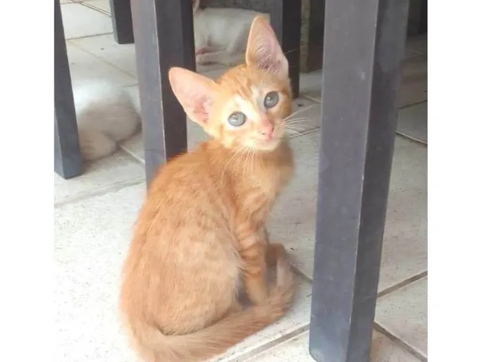 Gato ra a  idade 2 a 6 meses nome Guga, Leo, Tom e Zeca