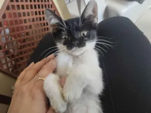 Gato raça Gato idade Abaixo de 2 meses nome Sem nome 