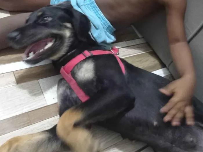 Cachorro ra a SRD-ViraLata idade 3 anos nome Nina