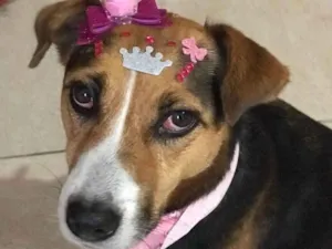 Cachorro raça SRD-ViraLata idade 5 anos nome Barbie 