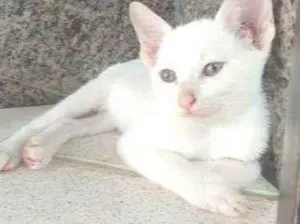 Gato raça  idade 2 a 6 meses nome Ben