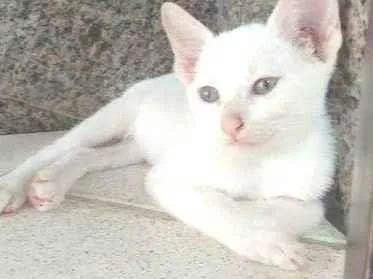 Gato ra a  idade 2 a 6 meses nome Ben