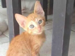 Gato raça  idade 2 a 6 meses nome Guga, Leo, Tom e Zeca