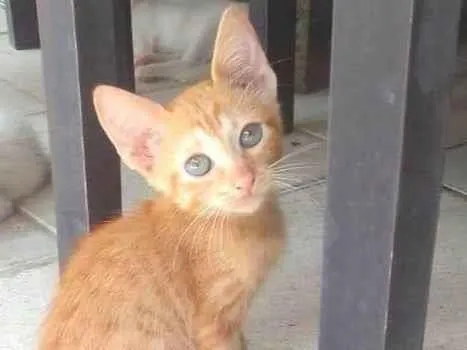 Gato ra a  idade 2 a 6 meses nome Guga, Leo, Tom e Zeca