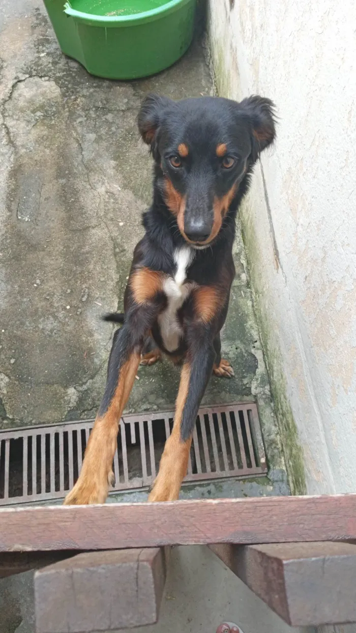 Cachorro ra a SRD-ViraLata idade 1 ano nome Rex