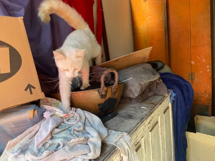 Gato raça Provavelmente vira-lata idade 2 a 6 meses nome Cotonete