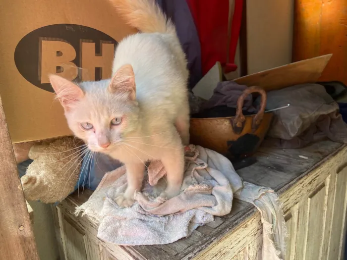 Gato raça Provavelmente vira-lata idade 2 a 6 meses nome Cotonete