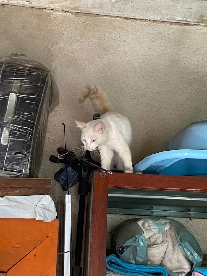 Gato raça Provavelmente vira-lata idade 2 a 6 meses nome Cotonete