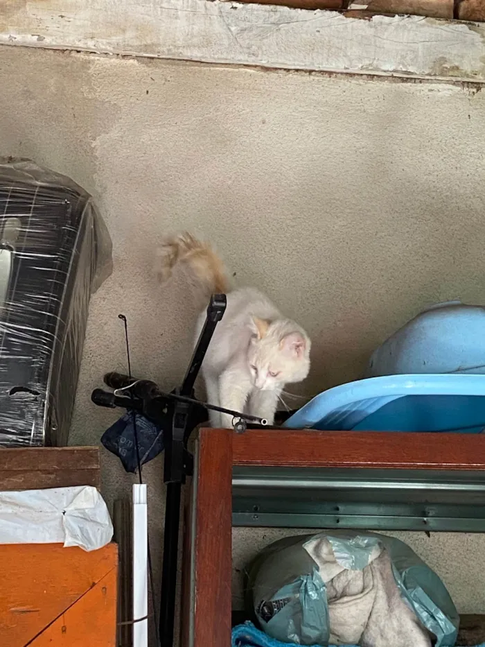 Gato raça Provavelmente vira-lata idade 2 a 6 meses nome Cotonete