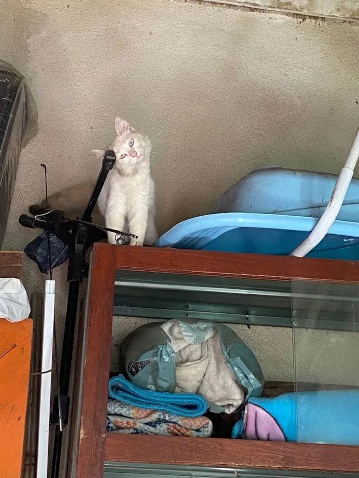 Gato raça Provavelmente vira-lata idade 2 a 6 meses nome Cotonete