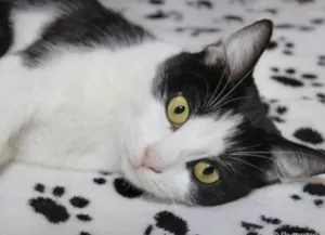 Gato raça Mestico  idade 2 a 6 meses nome Mike 