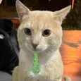 Tom 