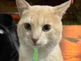 Tom 