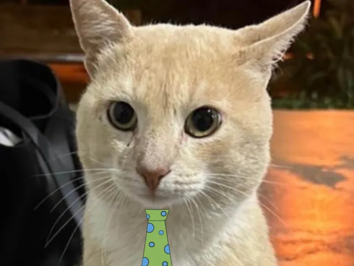 Gato ra a Mestico  idade 2 a 6 meses nome Tom 