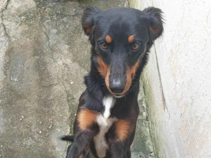 Cachorro ra a SRD-ViraLata idade 1 ano nome Rex