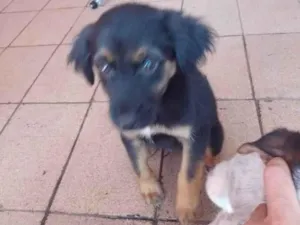 Cachorro raça SRD-ViraLata idade Abaixo de 2 meses nome Filhote Fofo