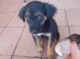 Cachorro raça SRD-ViraLata idade Abaixo de 2 meses nome Filhote Fofo
