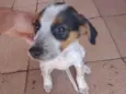 Cachorro raça SRD-ViraLata idade Abaixo de 2 meses nome Fofissimo