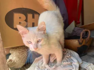 Gato raça Provavelmente vira-lata idade 2 a 6 meses nome Cotonete