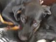 Doguinho