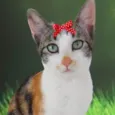 Nina 