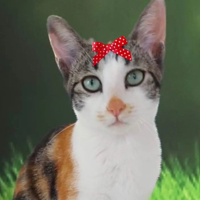 Gato ra a Mestica  idade 2 a 6 meses nome Nina 
