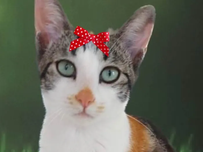 Gato ra a Mestica  idade 2 a 6 meses nome Nina 