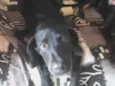 Bela