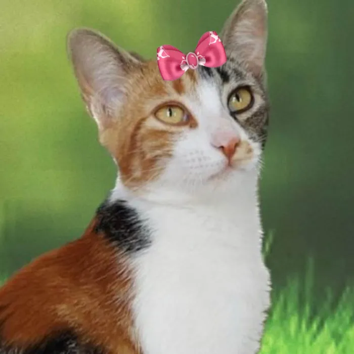 Gato ra a Mestica  idade 2 a 6 meses nome Mila 