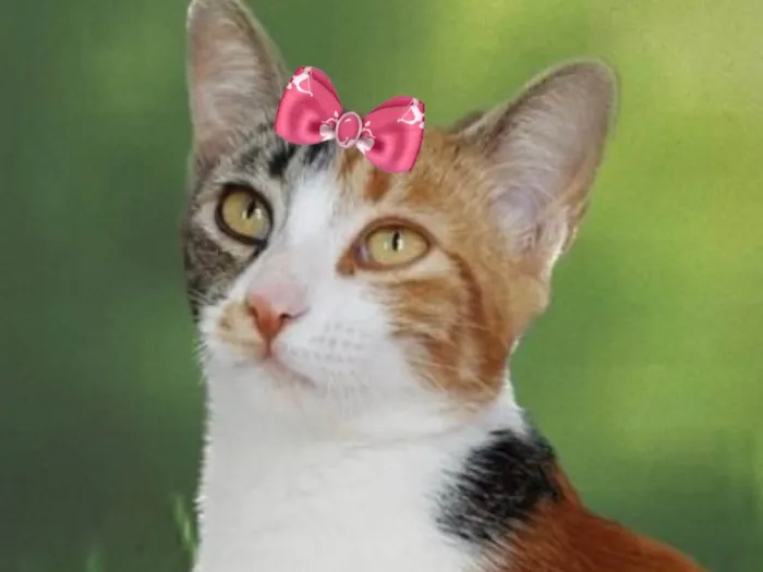 Gato ra a Mestica  idade 2 a 6 meses nome Mila 