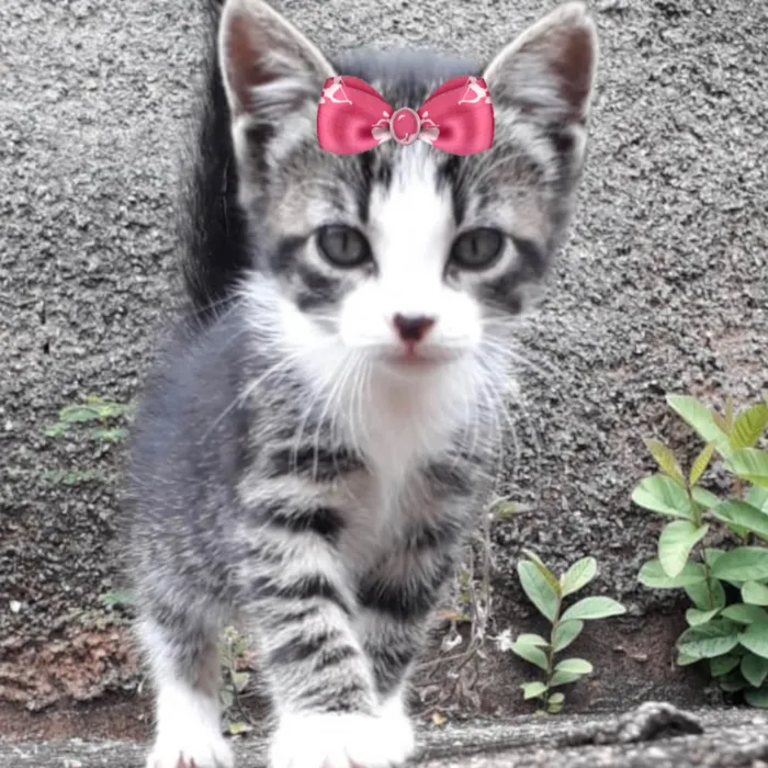 Gato ra a Mestica  idade 2 a 6 meses nome Sofia 