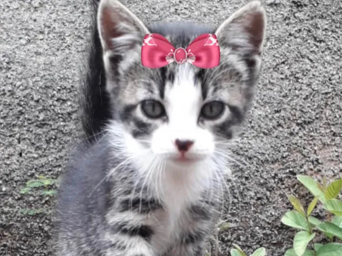 Gato ra a Mestica  idade 2 a 6 meses nome Sofia 