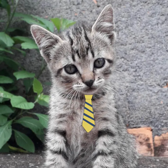 Gato ra a Mestico  idade 2 a 6 meses nome Alex 