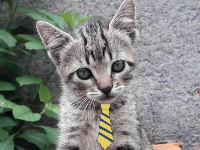 Gato ra a Mestico  idade 2 a 6 meses nome Alex 
