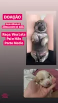 Cachorro raça SRD-ViraLata idade Abaixo de 2 meses nome Pérola e Poli