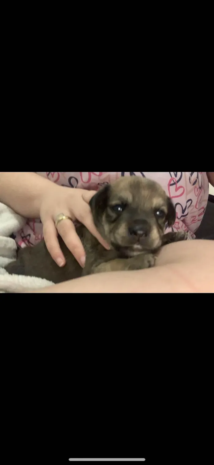 Cachorro raça SRD-ViraLata idade Abaixo de 2 meses nome Pérola e Poli
