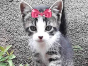 Gato raça Mestica  idade 2 a 6 meses nome Sofia 