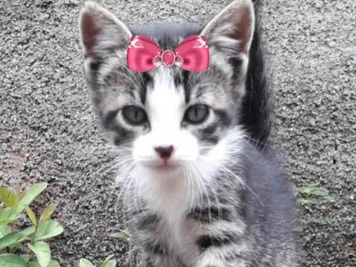 Gato ra a Mestica  idade 2 a 6 meses nome Sofia 