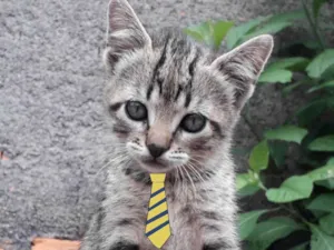 Gato raça Mestico  idade 2 a 6 meses nome Alex 