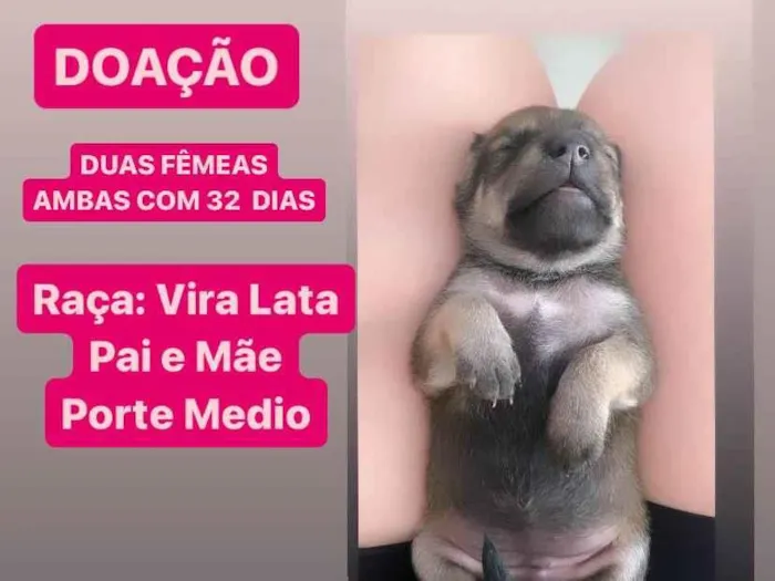 Cachorro raça SRD-ViraLata idade Abaixo de 2 meses nome Pérola e Poli