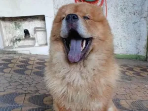 Cachorro raça Chow Chow idade 1 ano nome Chaves (apelido)