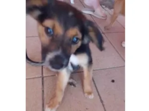 Cachorro raça SRD-ViraLata idade Abaixo de 2 meses nome Lindão