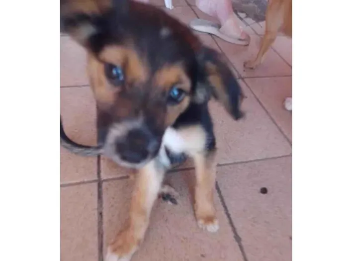 Cachorro raça SRD-ViraLata idade Abaixo de 2 meses nome Lindão