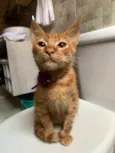 Garfield