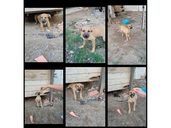 Cachorro ra a SRD-ViraLata idade 2 a 6 meses nome Não tem nome
