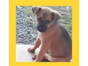 Cachorro raça SRD-ViraLata idade 2 a 6 meses nome Não tem nome