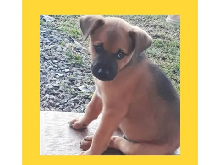 Cachorro ra a SRD-ViraLata idade 2 a 6 meses nome Não tem nome