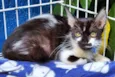 Gato raça SRD-ViraLata idade 2 a 6 meses nome FREJAT FRAJOLA