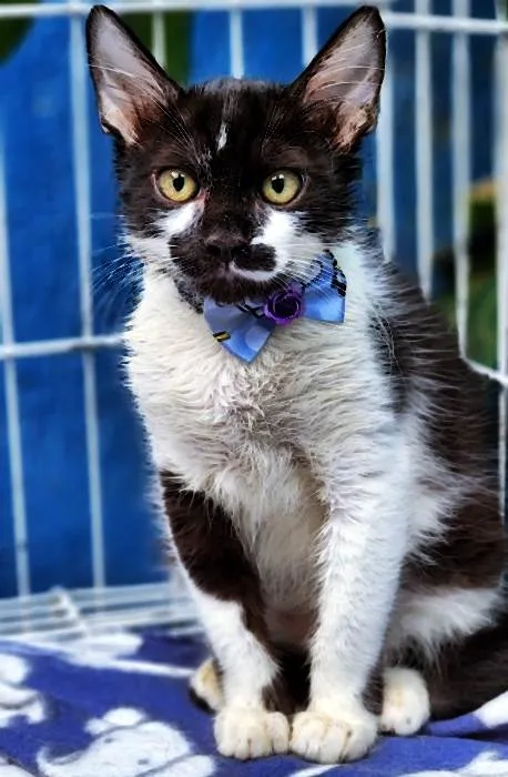 Gato raça SRD-ViraLata idade 2 a 6 meses nome FREJAT FRAJOLA