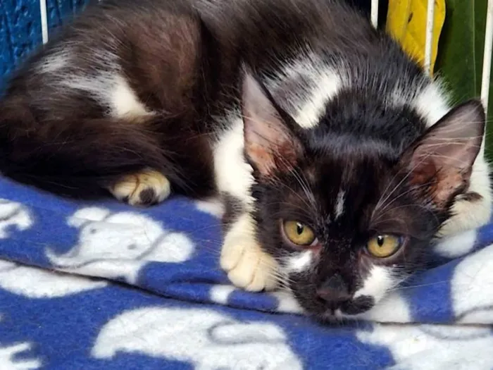 Gato raça SRD-ViraLata idade 2 a 6 meses nome FREJAT FRAJOLA